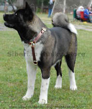 Luxury handcrafted dog harness made To For Akita Inu Luxury handcrafted dog harness made To For Akita Inu
