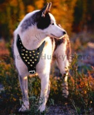 Siberian Husky Studded Walking Dog Handmade Harness Siberian Husky Studded Walking Dog Handmade Harness