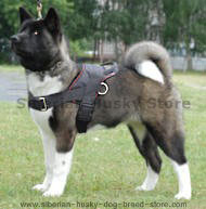 Akita inu husky mix kaufen