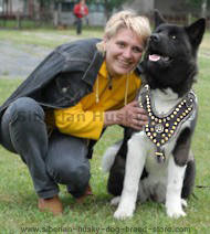 Akita Royal Dog Harness-Exclusive Design Studded Leather Harness Akita Royal Dog Harness-Exclusive Design Studded Leather Harness