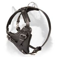 Super Quality Leather Harness for Siberian Husky  Super Quality Leather Harness for Siberian Husky