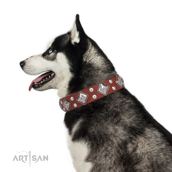 Daily use studded dog collar made of top rate leather