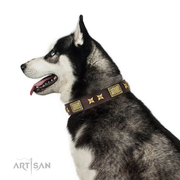 Comfy wearing dog collar with unusual adornments