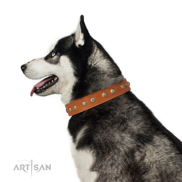 Extraordinary studs on comfy wearing natural genuine leather dog collar
