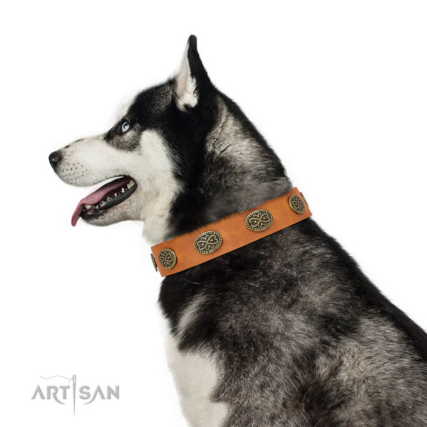 Trendy adornments on everyday use full grain leather dog collar