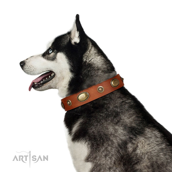 Walking dog collar of genuine leather with remarkable adornments