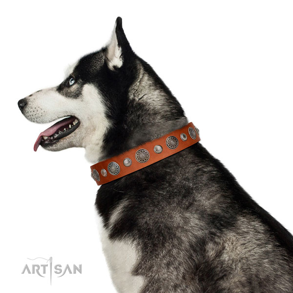 Significant natural leather dog collar with corrosion proof hardware