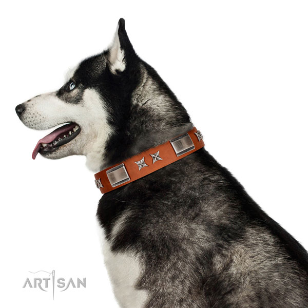 Fancy walking soft full grain leather dog collar with studs