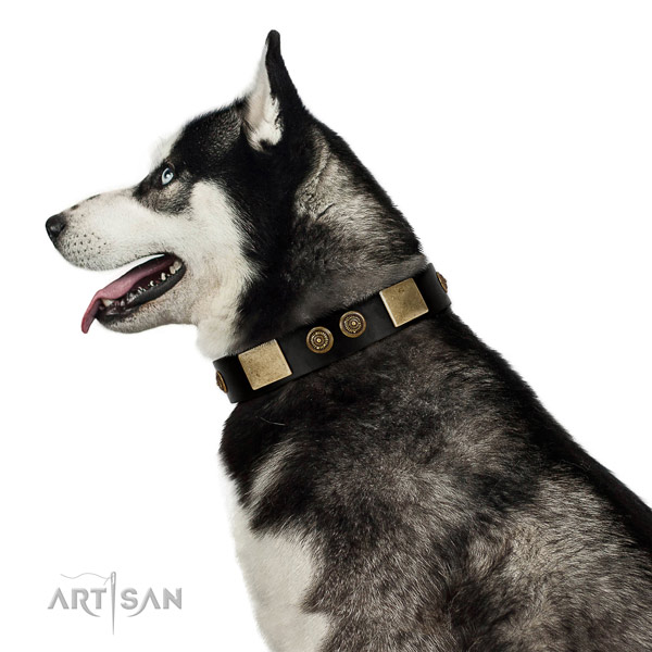 Everyday walking dog collar of genuine leather with stylish decorations