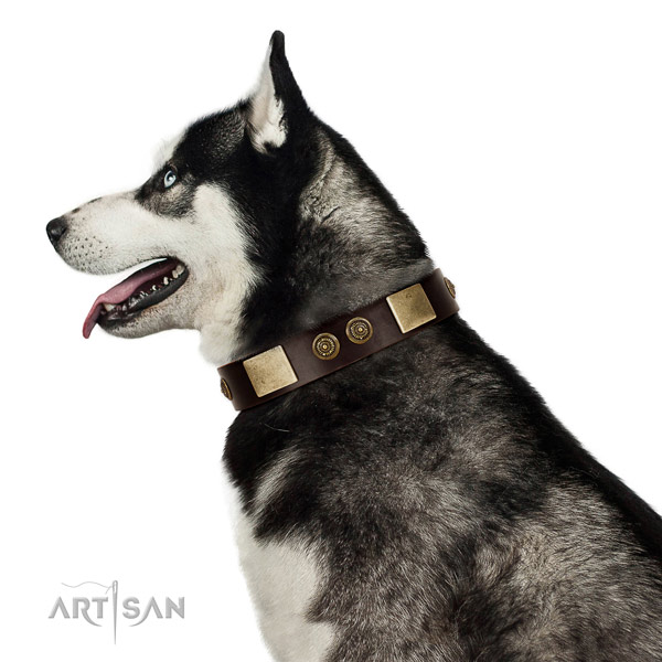Comfortable wearing dog collar of natural leather with unique studs