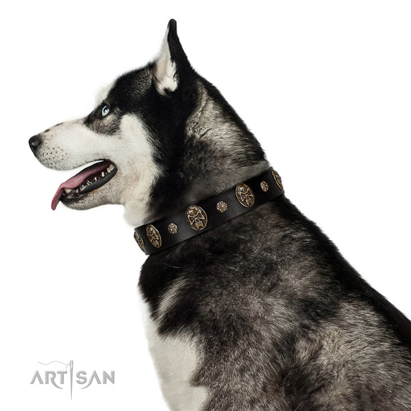 Everyday walking dog collar of genuine leather with amazing decorations