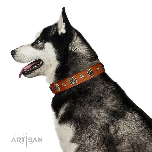 Comfortable wearing dog collar of natural leather with exceptional adornments