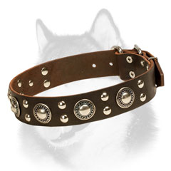 Brown leather dog collar for Siberian Husky