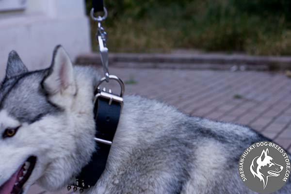 Siberian Husky strong leather collar with rust-free hardware