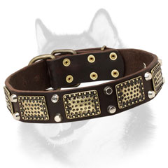 Leather Siberian Husky collar with brass adornment