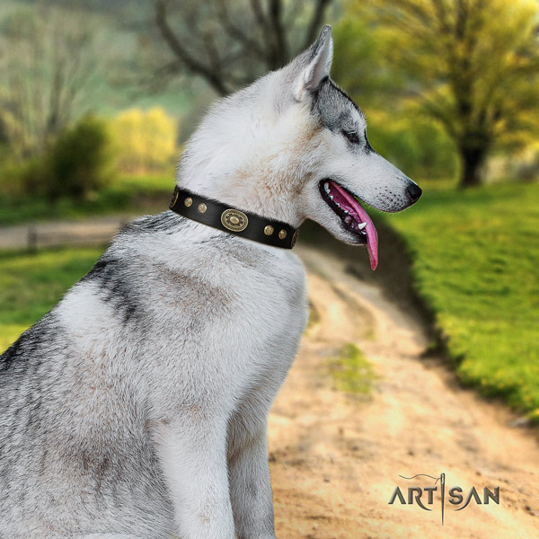 Siberian Husky inimitable adorned full grain natural leather dog collar