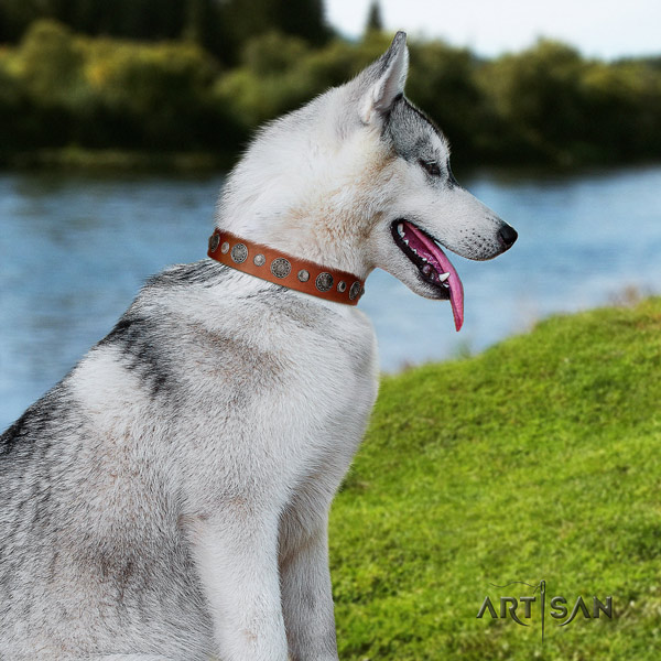 Siberian Husky fashionable studded full grain leather dog collar for everyday walking