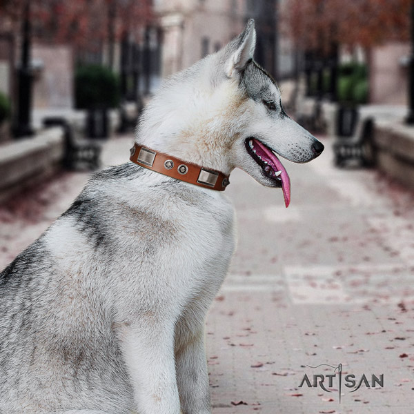 Siberian Husky exceptional adorned full grain natural leather dog collar for everyday use