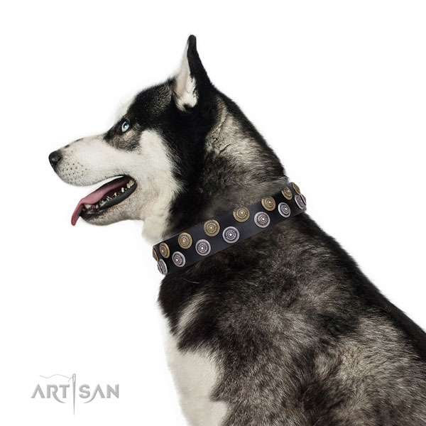 Siberian Husky full grain leather collar with strong traditional buckle for walking