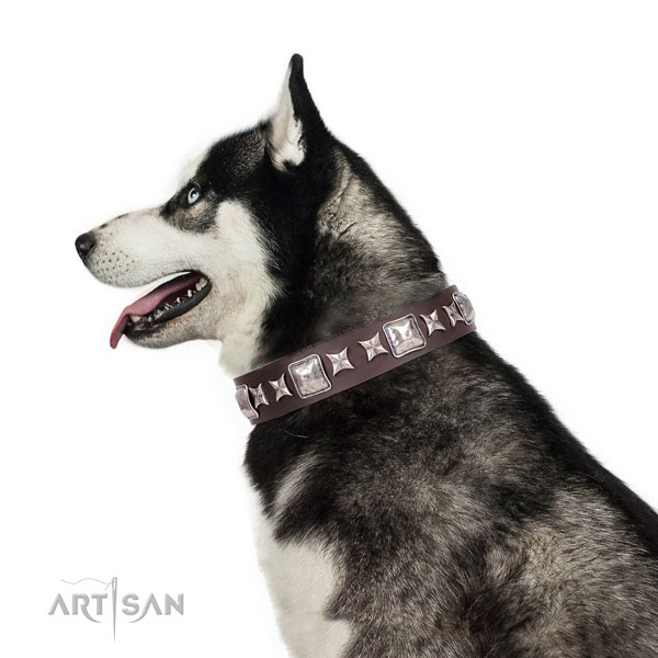 Siberian Husky leather collar with reliable hardware for fancy walking