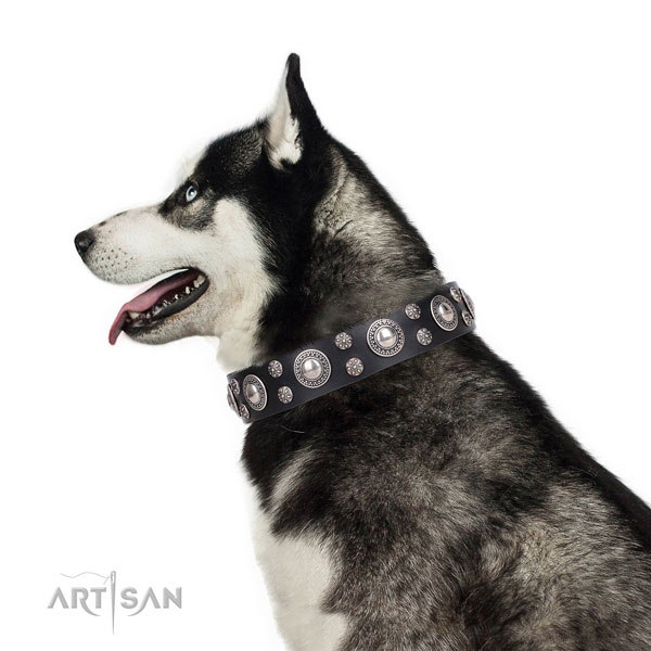Siberian Husky natural genuine leather collar with rust resistant buckle for easy wearing