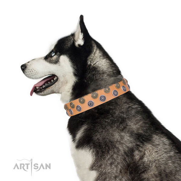 Siberian Husky full grain natural leather collar with strong fittings for everyday walking