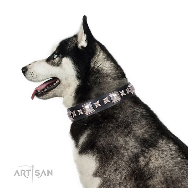 Siberian Husky full grain leather collar with rust-proof D-ring for walking