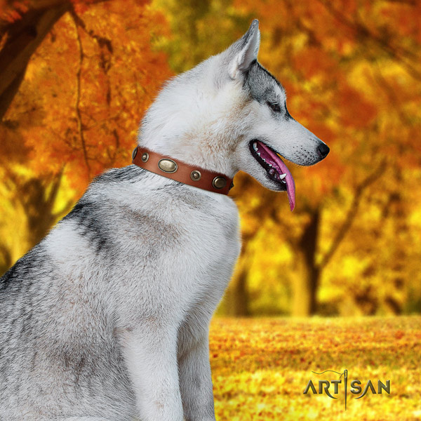 Siberian Husky amazing decorated full grain genuine leather dog collar for everyday use