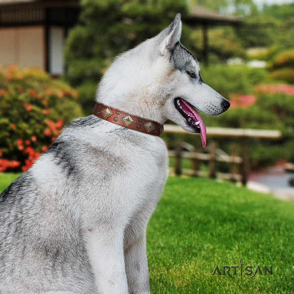 Siberian Husky stylish design studded genuine leather dog collar
