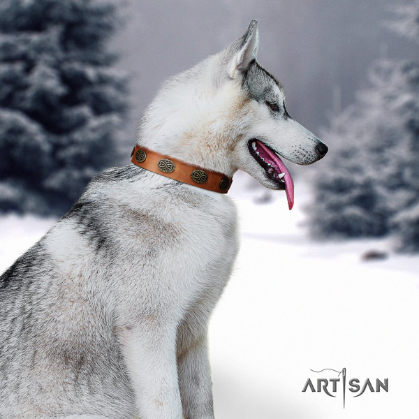 Siberian Husky fashionable embellished full grain leather dog collar