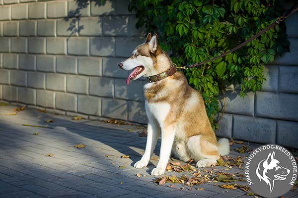 Siberian Husky brown leather collar with rustless fittings for perfect control