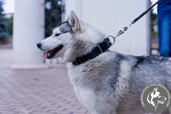 Siberian Husky black leather collar with reliable fittings for any activity