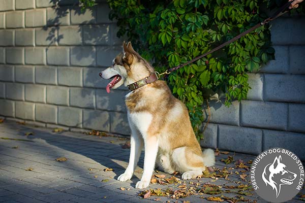Siberian Husky brown leather collar with rust-resistant hardware for basic training