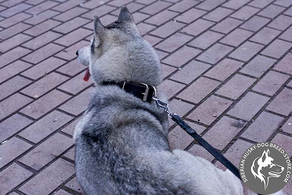 Siberian Husky black leather collar with corrosion resistant fittings for quality control