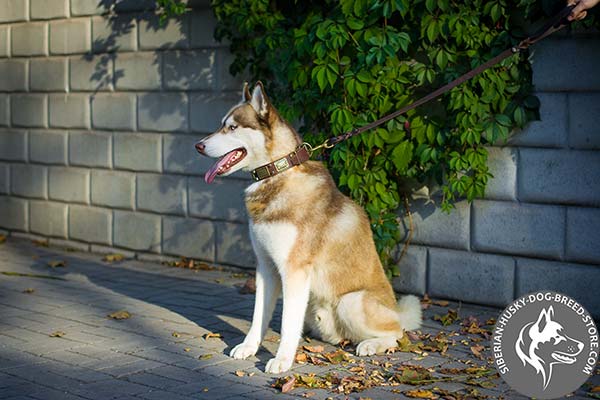 Siberian Husky brown leather collar of classic design with d-ring for leash attachment for professional use