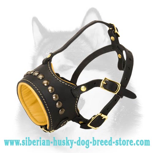 Husky muzzle 2024