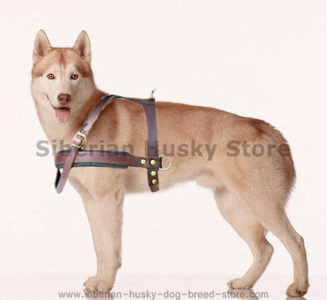 dog harness for siberian husky