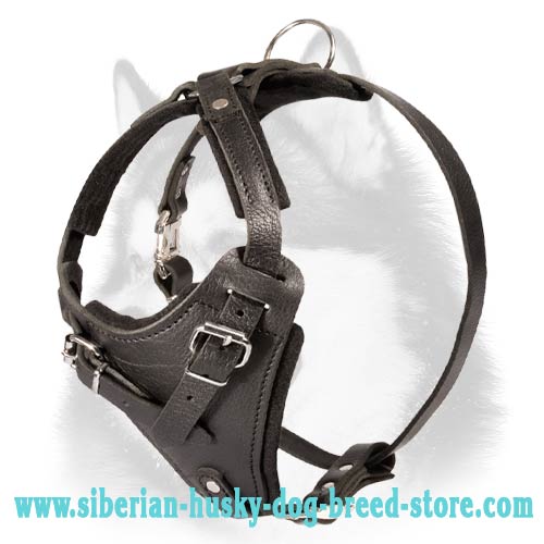 are leather harness good for dogs