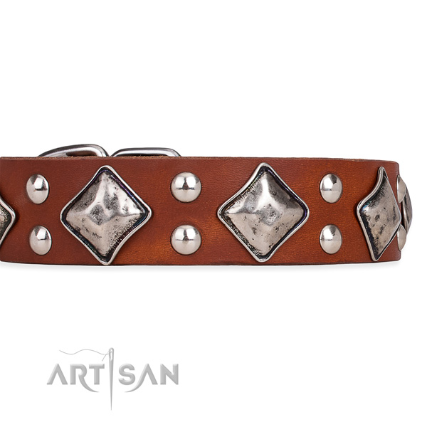 Full grain natural leather dog collar with significant strong studs