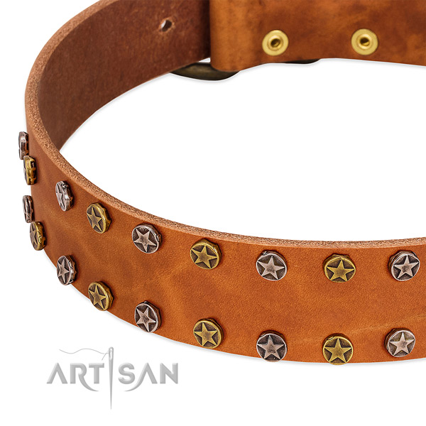 Everyday walking leather dog collar with fashionable adornments