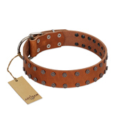 "Star Light" Stylish FDT Artisan Tan Leather Siberian Husky Collar with Silver-Like Studs  "Star Light" Stylish FDT Artisan Tan Leather Siberian Husky Collar with Silver-Like Studs